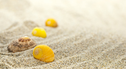 plage sable et coquillages