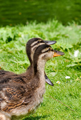 Wilde Enten