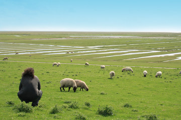 Schafe an der Nordsee