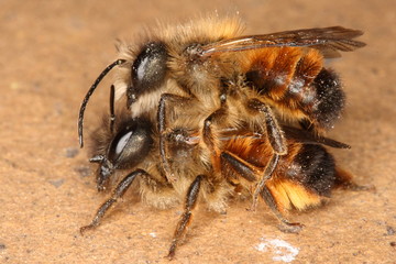 bees