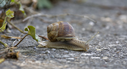 Schnecke