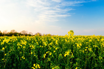 Rapsfeld in der Abendsonne