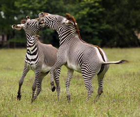 Two male Zebra fighting