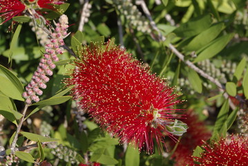 callistemon rince-bouteille