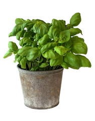 Basilic en pot
