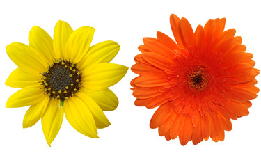 Daisy - Yellow Orange Gerbera