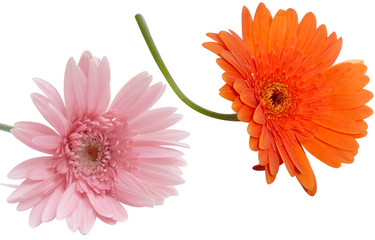 Daisy - Pink, Red, orange