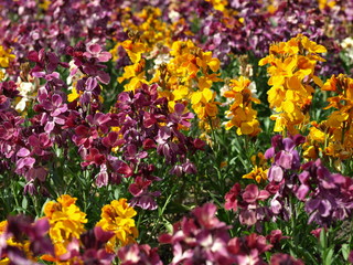 Spring yellow and purple flowers beautiful field.