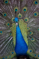 Obraz premium a beautiful peacock standing alone