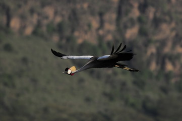 Grey Crowned Crane (Balearica regulorum), lake Nakuru, Kenya
