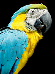 parrot