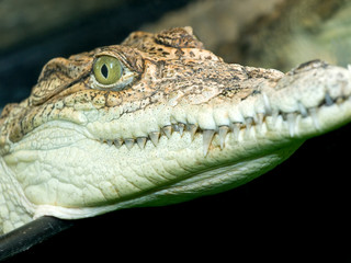 crocodile`s head