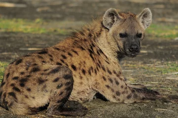 Foto op Aluminium De gevlekte hyena (crocuta crocuta), meer Nakuru, Kenia © PROMA