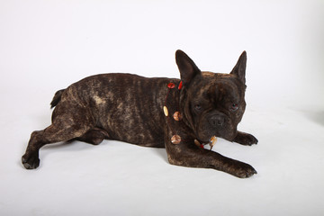 bouledogue français