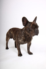 bouledogue français