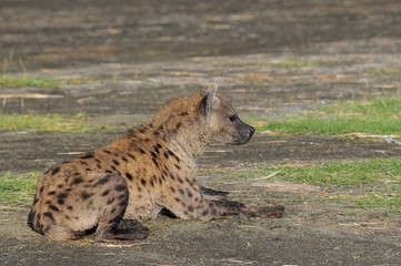 The Spotted Hyena (crocuta crocuta), lake Nakuru, Kenya