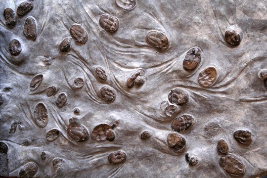 Trilobites