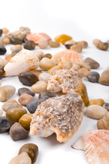 sea shells