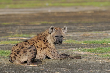 The Spotted Hyena (crocuta crocuta), lake Nakuru, Kenya