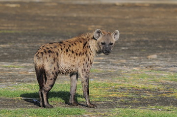 The Spotted Hyena (crocuta crocuta), lake Nakuru, Kenya