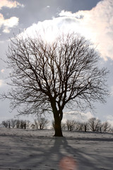 Winterlandschaft mit Baum