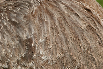 ostrich feathers