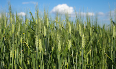Crop in growth of unripe wheat