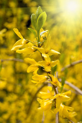 spring yellow flowers background