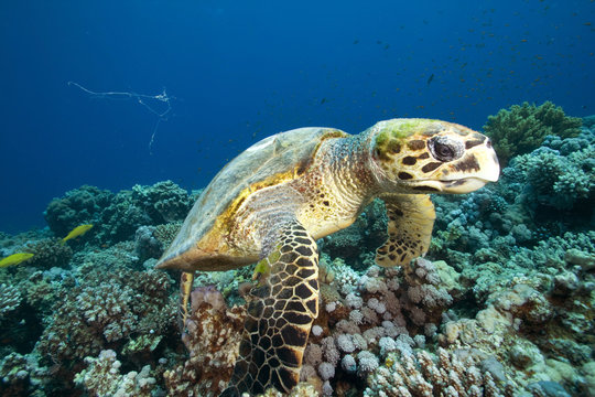 Hawksbill Turtle (Eretmochelys imbricata) feeding on coral