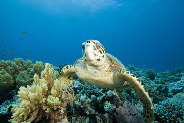 Turtle swims over Coral Reef