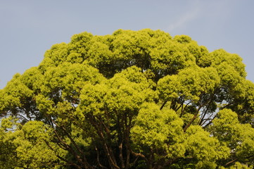 Fototapeta premium tree-1