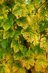 Colorful grape leaves in autumn