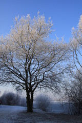 Arbre en hiver