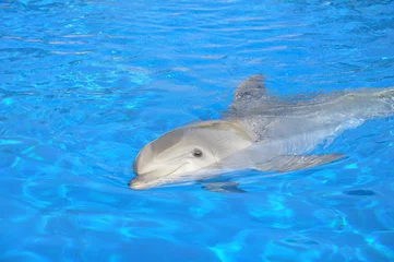 Foto auf Alu-Dibond liegender Delphin © chanelle