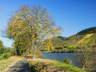 Herbst am Fluß
