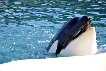 orca