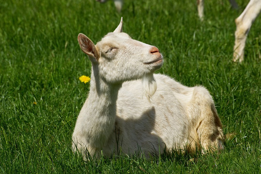 Ch&egrave;vre