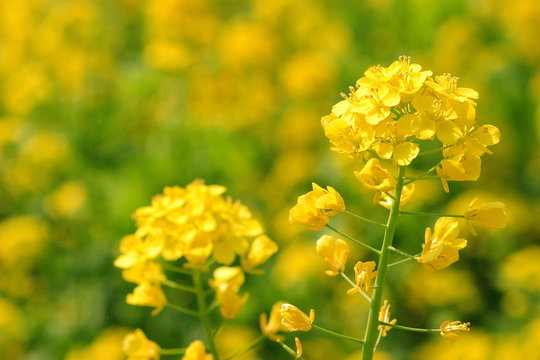 Rape blossoms at Hamarikyuu-Onshi-teien