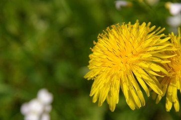 löwenzahn - pusteblume
