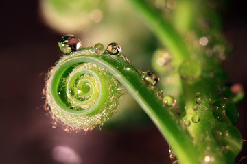 Spiral macro