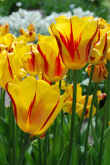 Gelb rote Tulpen