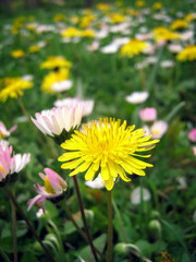 Dandelion field