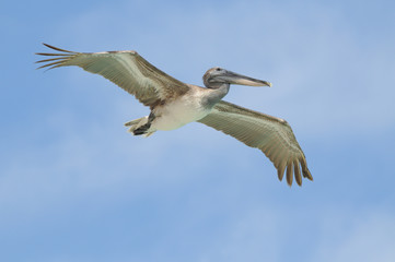 Fototapeta na wymiar Wild pelican flying