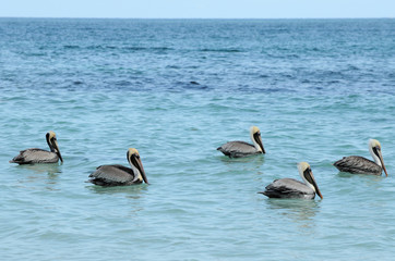 Group of pelicans