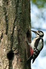 Woodpecker