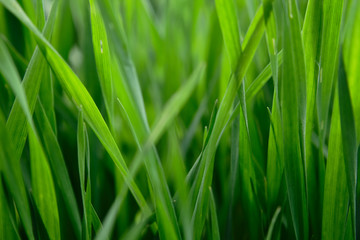 Fototapeta premium wheat field inside