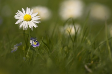 Gänseblümchen