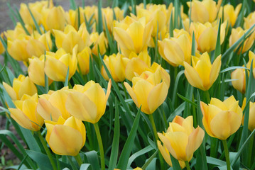 Gelbe Tulpen