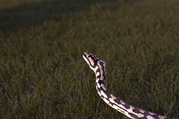 Teppichpython (Morelia spilota variegata)