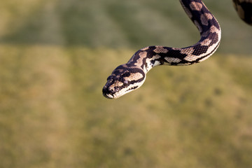 Teppichpython (Morelia spilota variegata)